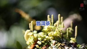 生态普洱茶树管理：最新方法与含义全解