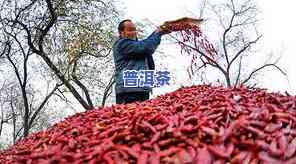 临沧云县普洱茶产地在哪里-临沧云县普洱茶产地在哪里啊