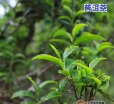 曼夕山普洱茶特点及价格：古树有机茶特性与所属茶区解析