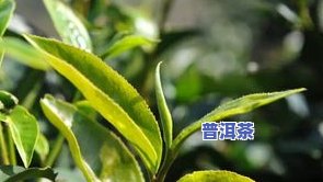 曼夕山普洱茶特点及价格：古树有机茶特性与所属茶区解析