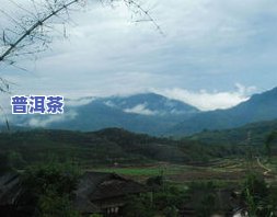 景迈山：云南的普洱茶圣地，其茶口感独特，历史悠久。