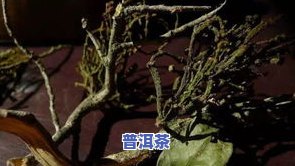 普洱茶中的麒麟草是什么-普洱茶中的麒麟草是什么植物