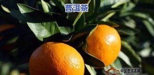 柑橘普洱茶排行榜最新及价格一览