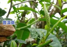 昆明冰岛普洱茶采摘时间-昆明冰岛普洱茶采摘时间表