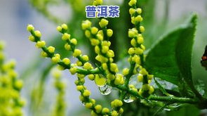 茶叶花干叶怎么回事-茶叶花干叶是怎么回事