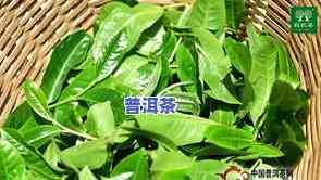 冰岛茶王普洱茶2019-冰岛茶王普洱茶2019年价格