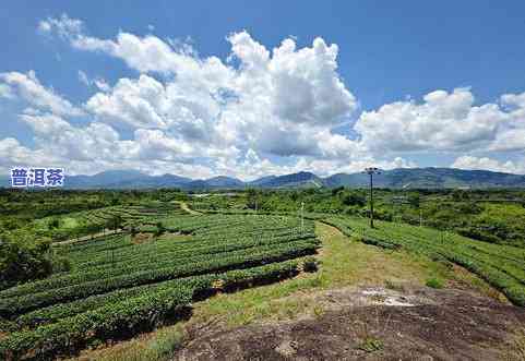 普洱茶产业研究现状分析：现状、发展与动态