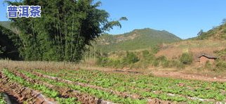 双柏县普洱茶产地：探寻优质茶叶的源头