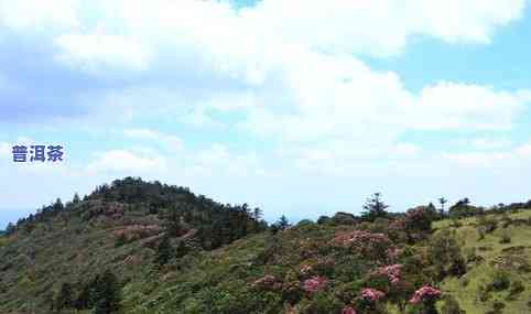 双柏县普洱茶产地是哪里-双柏县普洱茶产地是哪里的