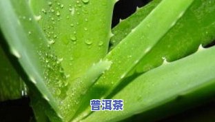 芦荟茶图片大全高清版：做法、功效与作用、禁忌全解析