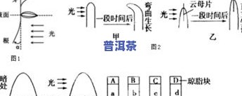 探究普洱茶的理想生长环境：土壤特征、生长条件与性质分析