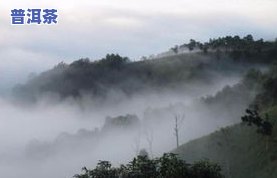 普洱茶四大茶山是哪些-普洱茶四大茶山是哪些山