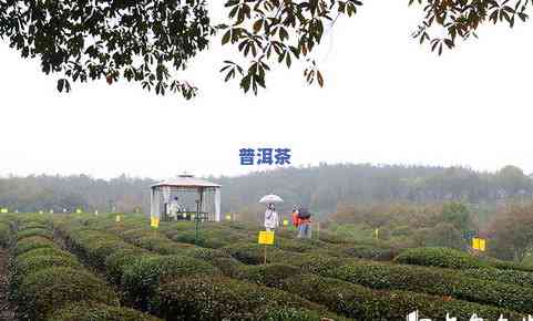 黄山谢裕大茶叶好吗-黄山谢裕大茶叶股份