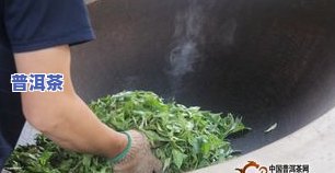 普洱茶1斤用多少鲜叶-普洱茶1斤用多少鲜叶合适