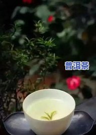 茶叶过夜能否再泡？有吗？