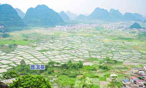 鹿角茶园：周边景点推荐与未来发展探讨