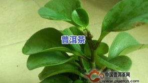 茶叶水能浇铜钱草吗-茶叶水能浇铜钱草吗有吗