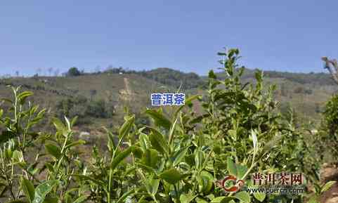 普洱茶原料茶树品种：为何选云南大叶种？