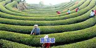 探究双江县普洱茶的分布与特点：排名、产区及古老茶树一览