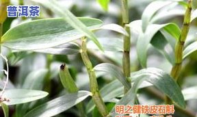 铁皮石斛茶叶怎么泡-铁皮石斛茶叶怎么泡好喝