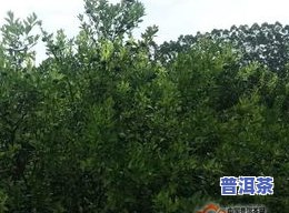 小青柑普洱茶的产地：广西被誉为更好的产区之一