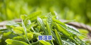 现在茶叶都打农吗-现在茶叶都打农吗视频