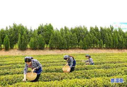 现在茶叶都打农吗-现在茶叶都打农吗视频