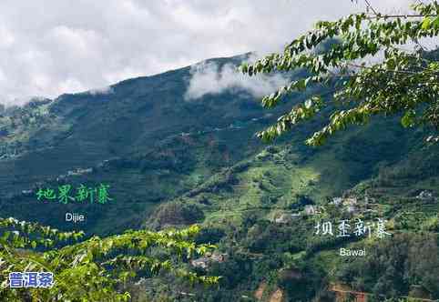 冰岛老村普洱茶-冰岛老寨普洱茶价格