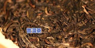 5815普洱茶：古老茶树与云南生茶的对比