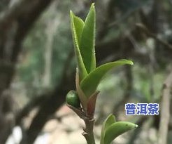 麻黑普洱茶是什么叶种-麻黑普洱茶的特点