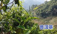 南糯山熟茶价格-南糯山熟茶价格多少