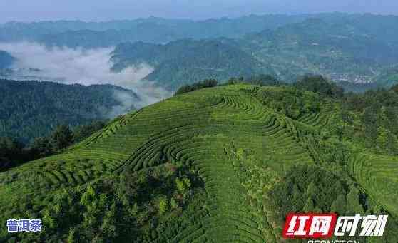 普桑河普洱茶：探寻其产地与古茶园