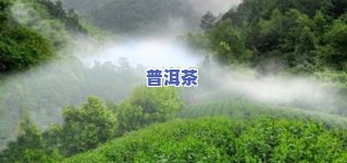 下关千家寨怎么样？探索云南千家寨的老树圆茶及其魅力所在！