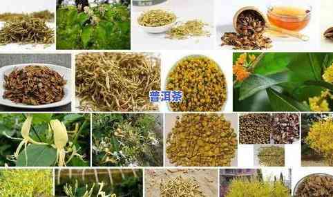 龙骨儿茶散：功效、作用及食用方法全解析