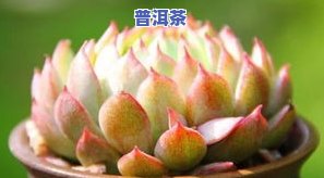 八角亭普洱茶官网报价2003，最新！八角亭普洱茶官网报价出炉，仅售2003元/份！