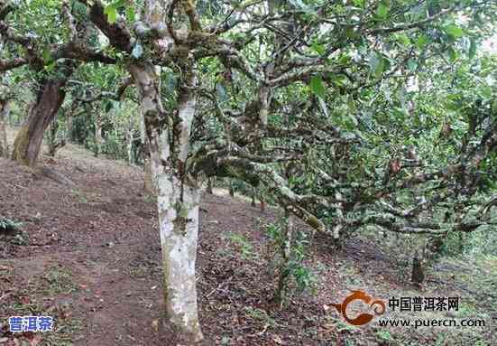 古树飘香普洱茶图片及价格-古树飘香普洱茶图片及价格大全