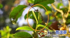 普洱茶采摘标准：以一芽两叶为主，图示说明