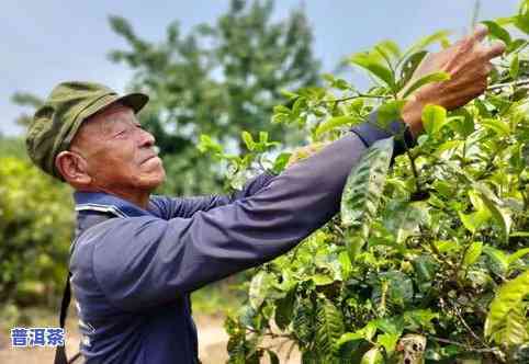 普洱茶采摘标准-普洱茶采摘标准是什么