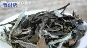 福建哪些地方出产优质白茶最多?