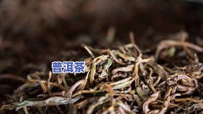 大雪山普洱茶产地哪里更好？寻找真正的源头！