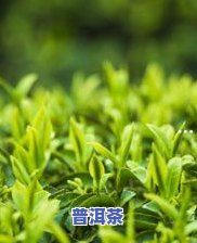 小青柑普洱茶喝完胃疼吗-小青柑普洱茶喝完胃疼吗能喝吗