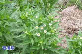 瑞草：一种植物及其用功效与主治