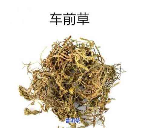 瑞草的作用与功效：深入了解其用价值