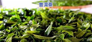 大理普洱茶春茶几月份-大理普洱茶春茶几月份采摘