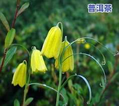 百合茯苓普洱茶黄棋子-百合茯苓普洱茶黄芥子蒲公英