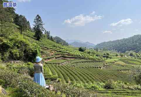 武夷山茶叶大师去世-武夷山茶叶大师有谁