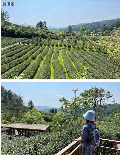 武夷山茶叶大师去世-武夷山茶叶大师有谁