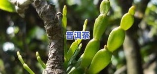 探究枫树螃蟹脚寄生茶的功效：缓解痛风、改善健康