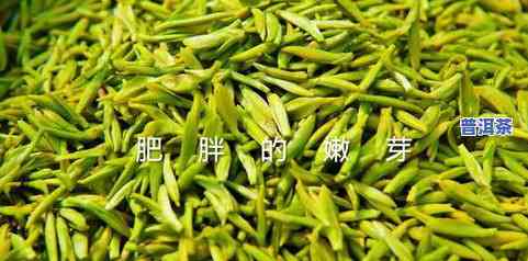 余香茶：品味高品质茶叶，了解余香茶叶价格信息