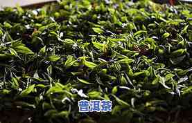 广西的茶叶品种图片-广西的茶叶品种图片介绍